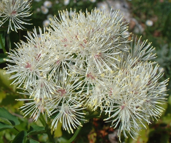 Thalictrum aquilegifolium / Pigamo colombino